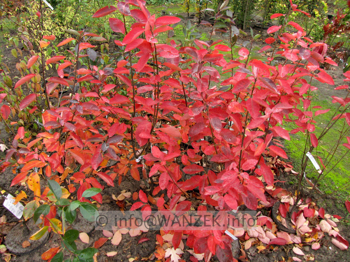 Amelanchier lamarckii - Herbst01.JPG